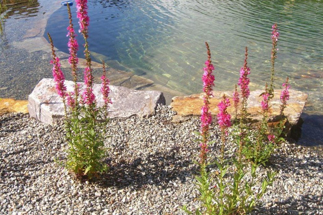 Naturnahe Gärten Hochwimmer Steingärten Bilder und Videos