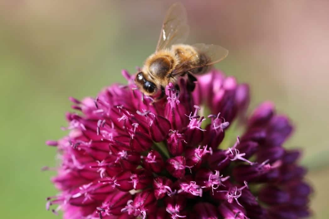 Naturnahe Gärten Hochwimmer Aktuelles Bienen Biodiversität