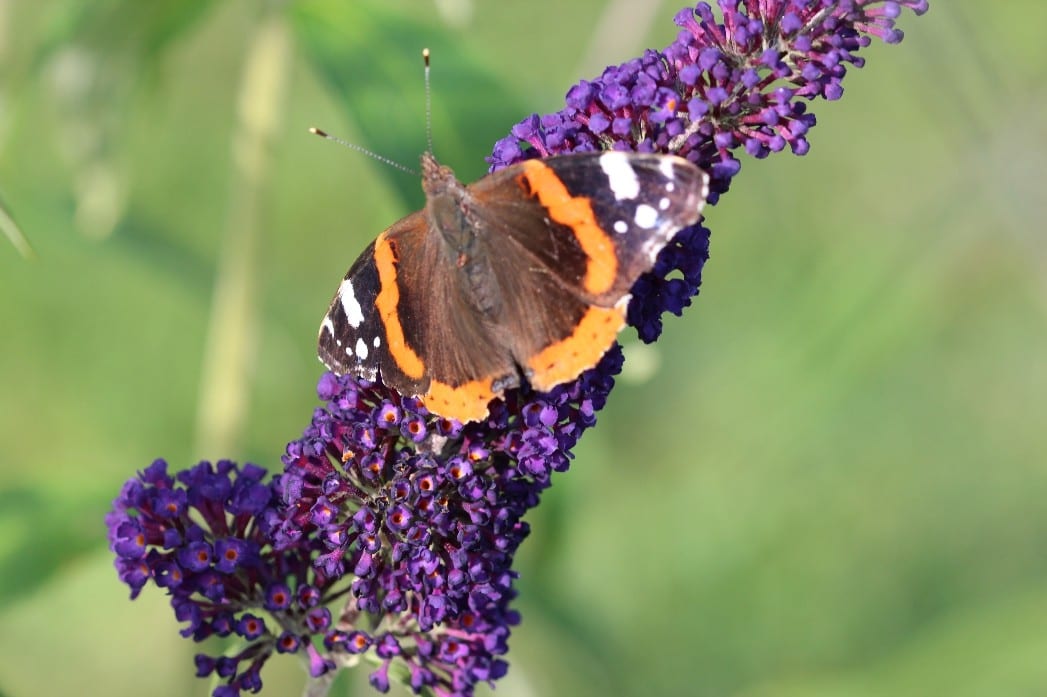 Naturnahe Gärten Hochwimmer Aktuelles Schmetterlinge Biodiversität